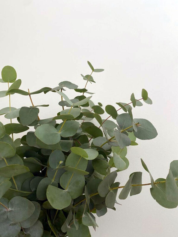 Bosje eucalyptus - vers groen - glorious home venlo